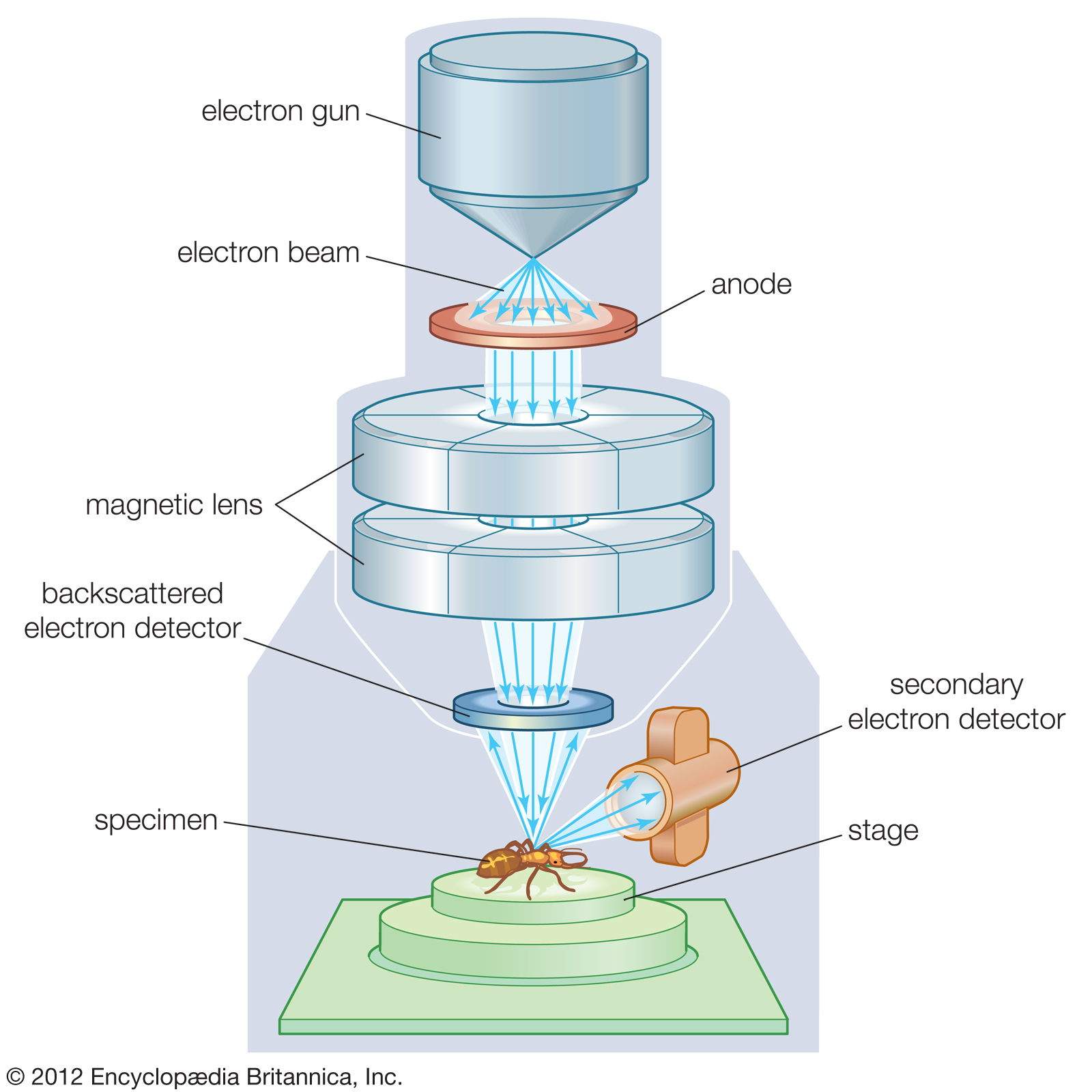 Prinsip Kerja Transmission Electron Microscopy Tem Da - vrogue.co