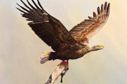 Mull Historical Society brings tour to BIRMINGHAM 15 Sept