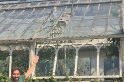 Rare ‘death bloom’ phase begins for decade-old plant at Birmingham Botanical Gardens